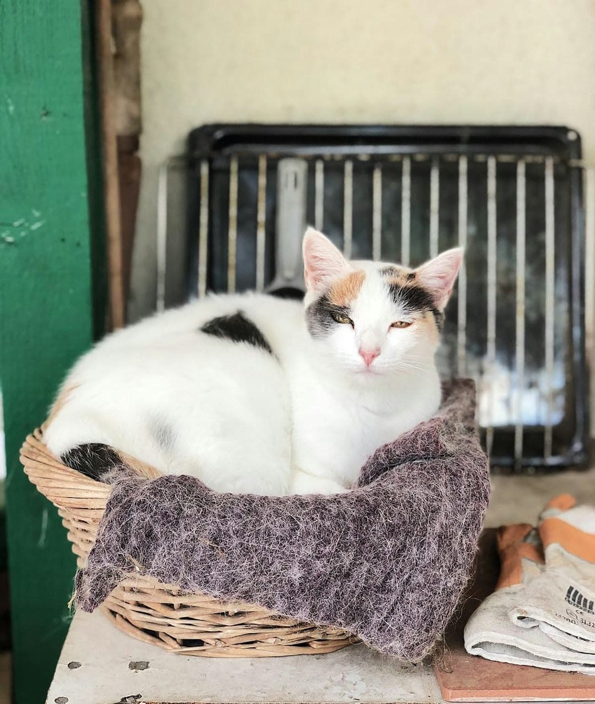 A cat curled in a basket with a woollen blanket