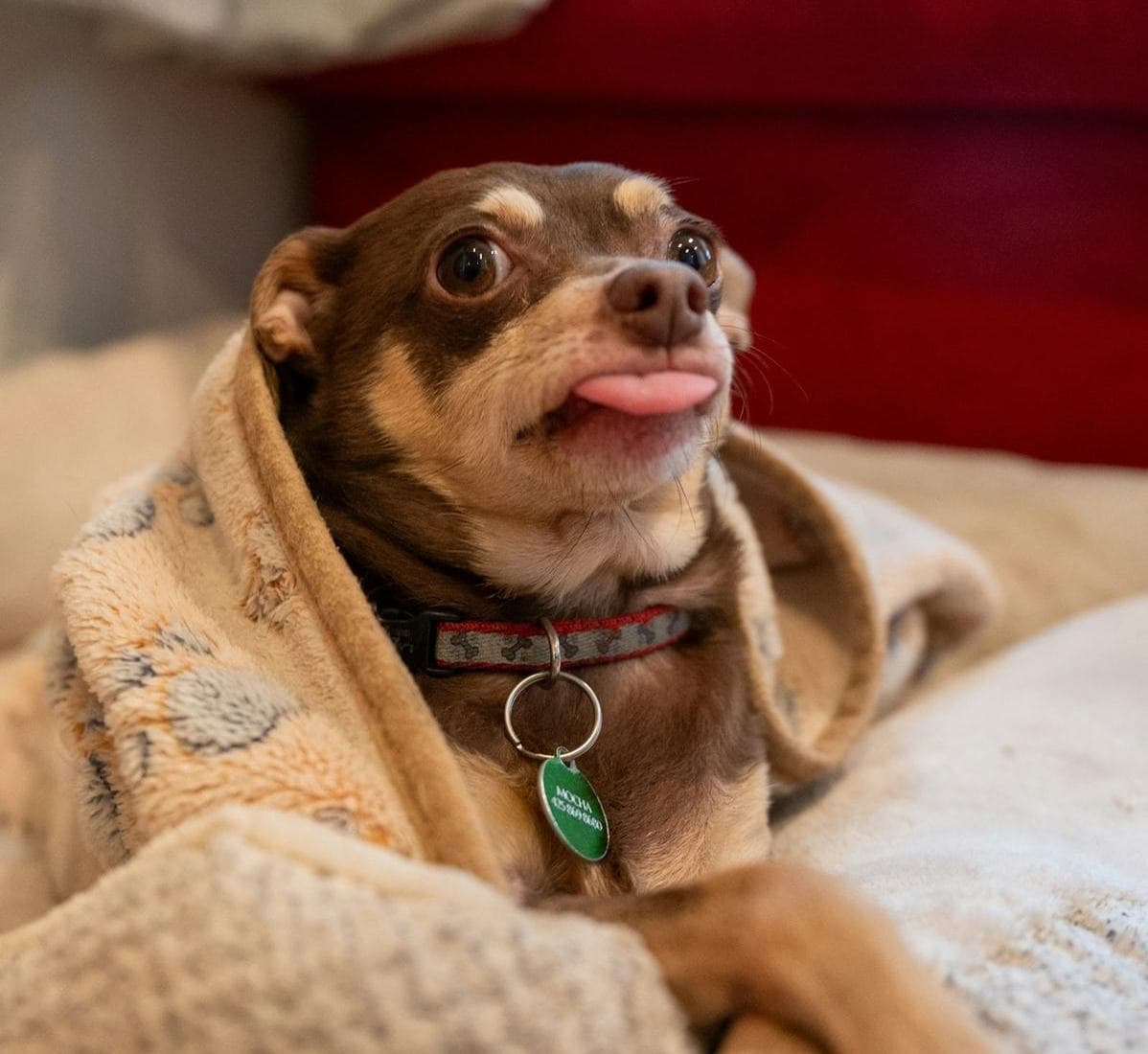 A small dog lying on a cushion at home