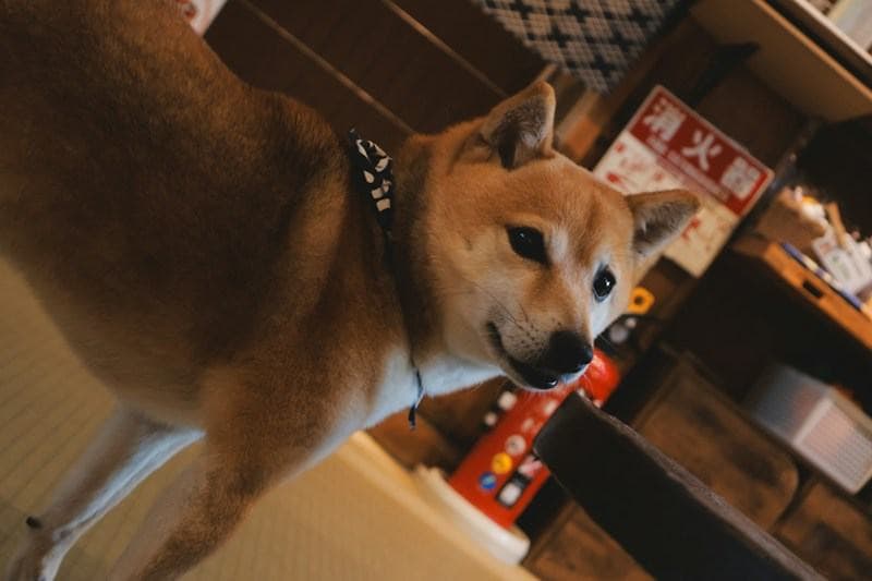 A dog wearing a collar, close up