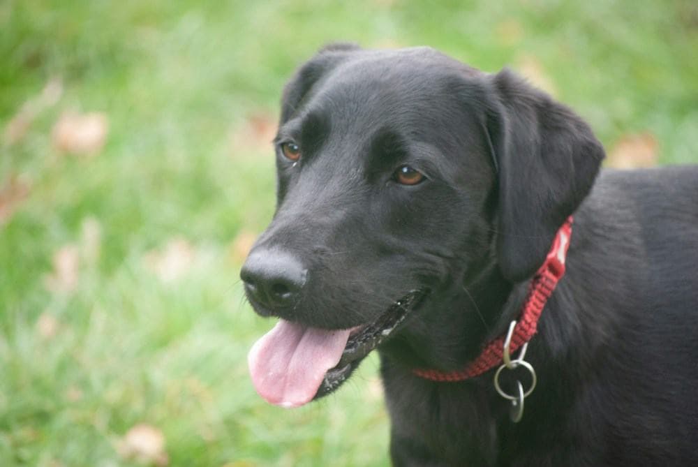 A black dog wearing a red collar