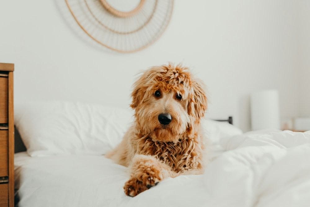 A curly-coated dog lying on a white bed