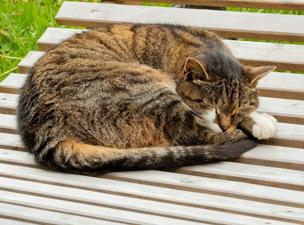 A tabby cat asleep on a slatted wooden bench