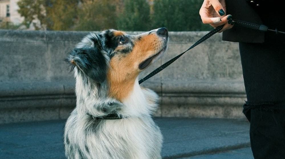A dog on a lead beside its owner