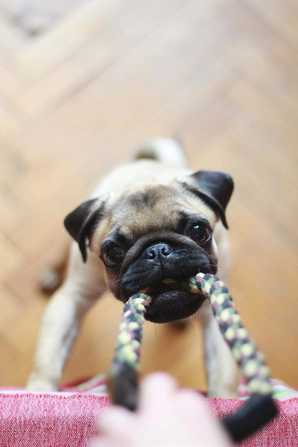 A pug playing with a rope toy