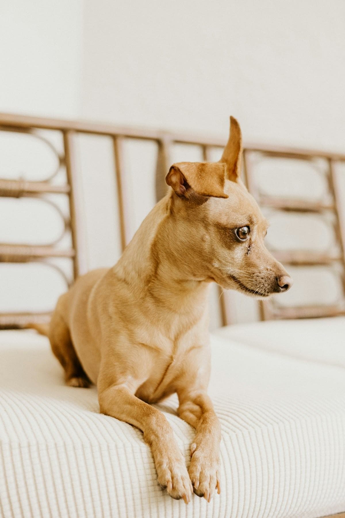 A dog stretching out on a bed in morning light