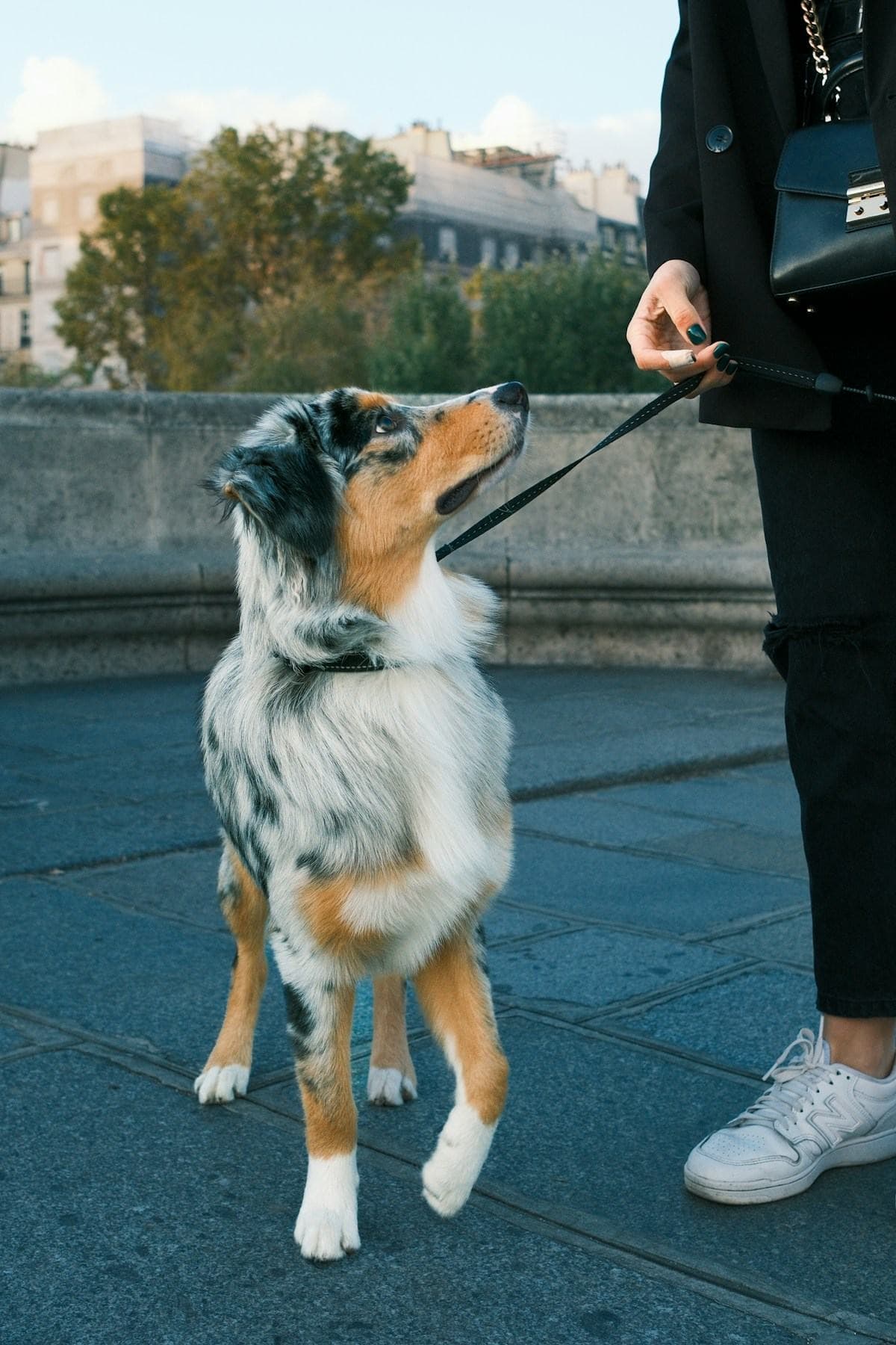A dog sitting beside its owner outdoors
