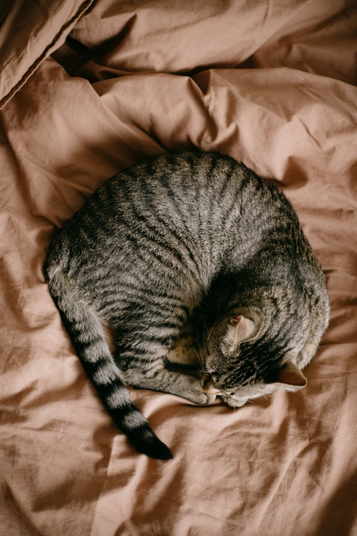 A tabby cat curled up on soft bedding