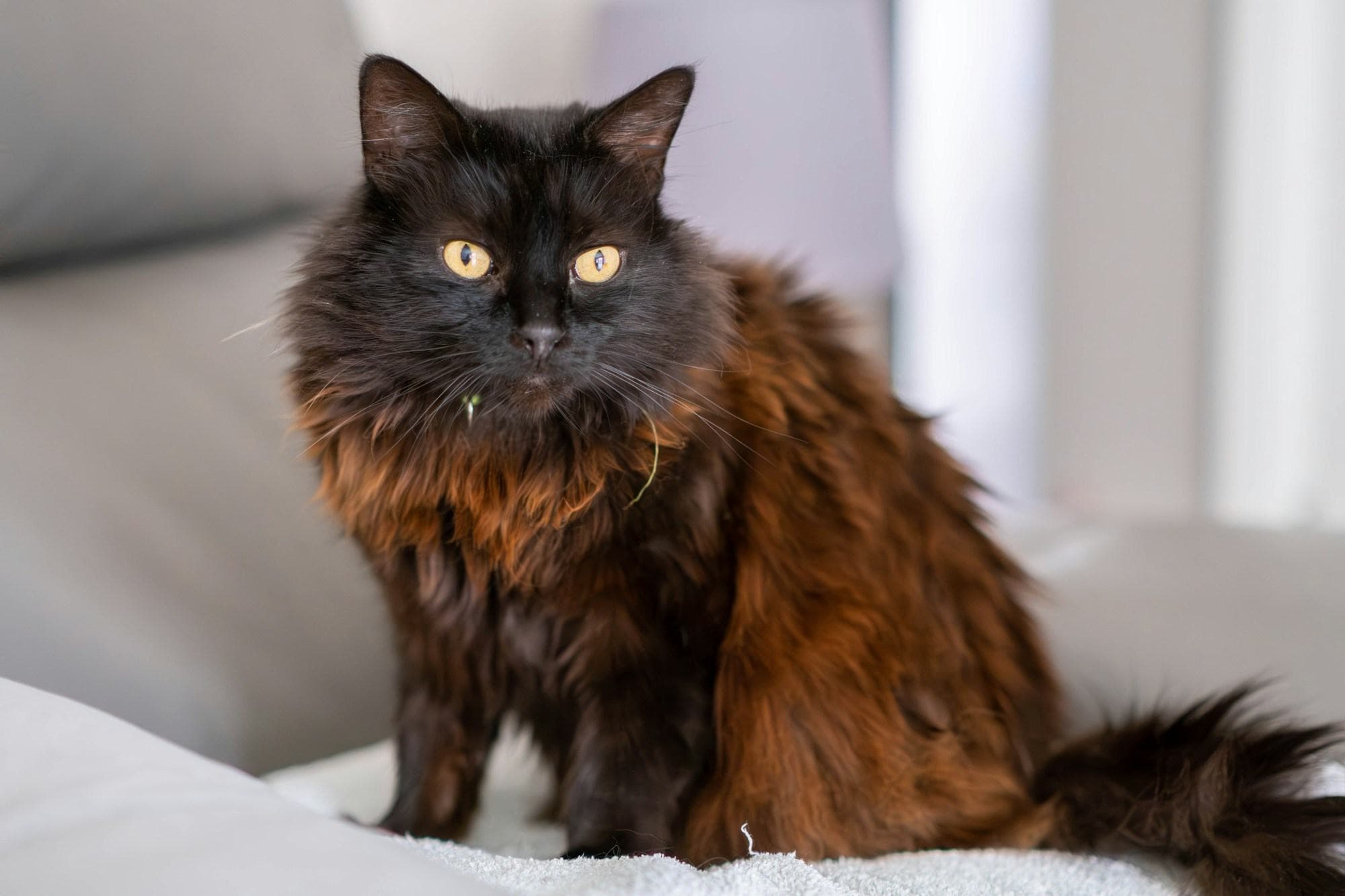 A long-haired cat sitting calmly on a bed