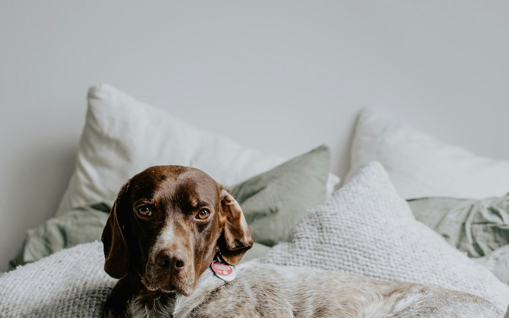 A dog resting on a bed in a bright, quiet room