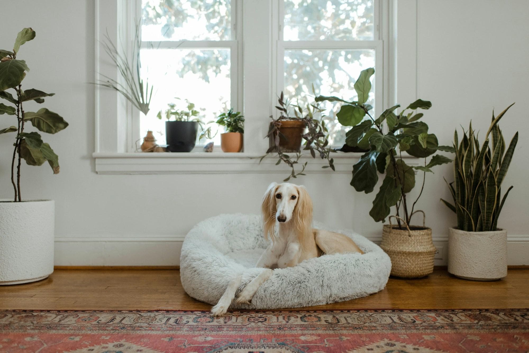 A dog on a cushion in a sunlit living room