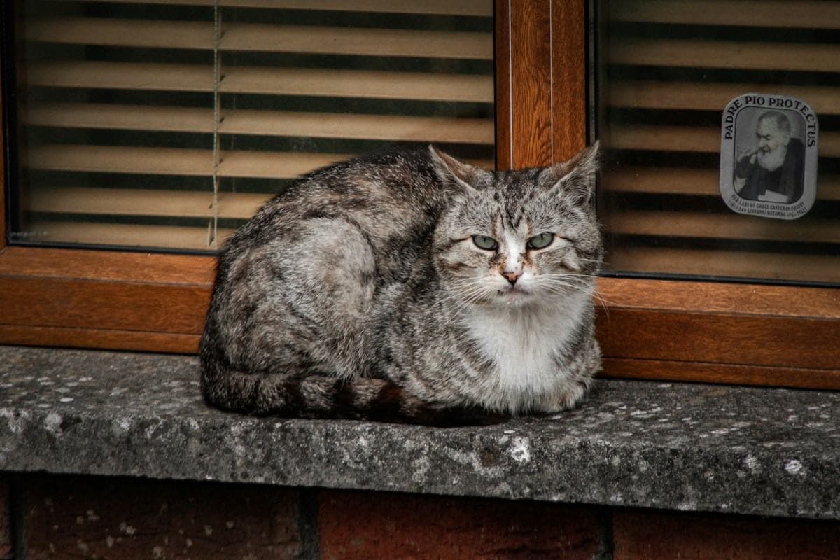 A cat resting on a sunlit windowsill