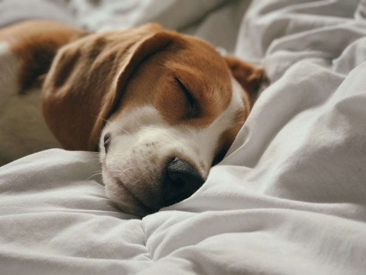 A beagle asleep on soft white linen