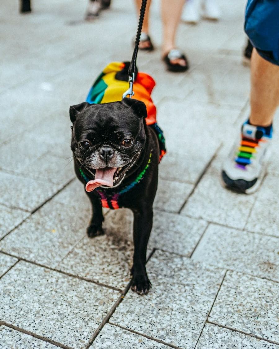 A dog in a bright harness out on a walk