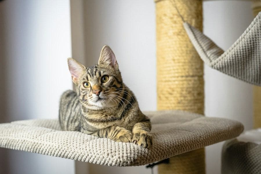 A tabby cat resting on a cushioned wooden perch