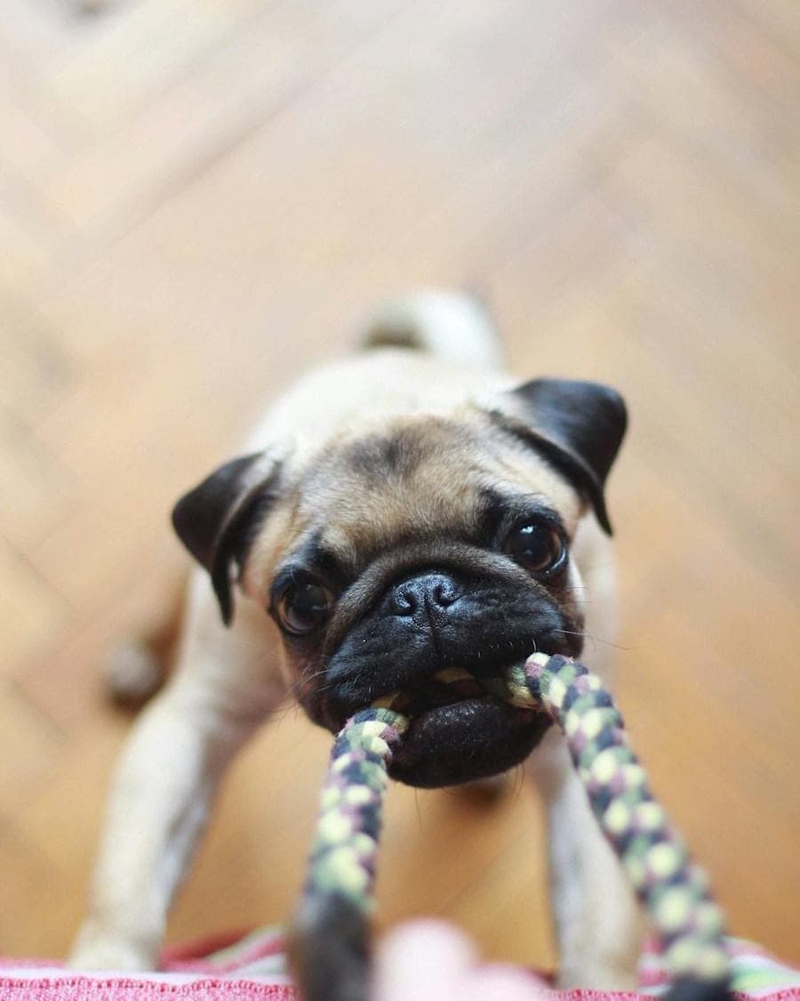 A pug tugging a knotted rope toy
