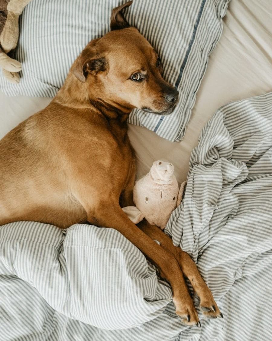 A dog curled up on striped linen bedding