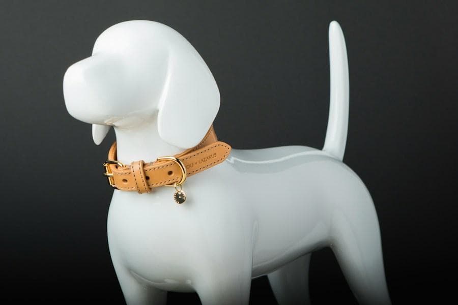 A tan leather collar on a white dog form