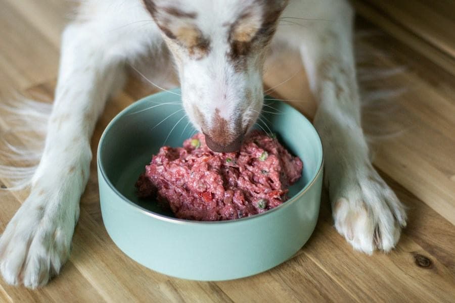 A dog eating from a pale ceramic bowl